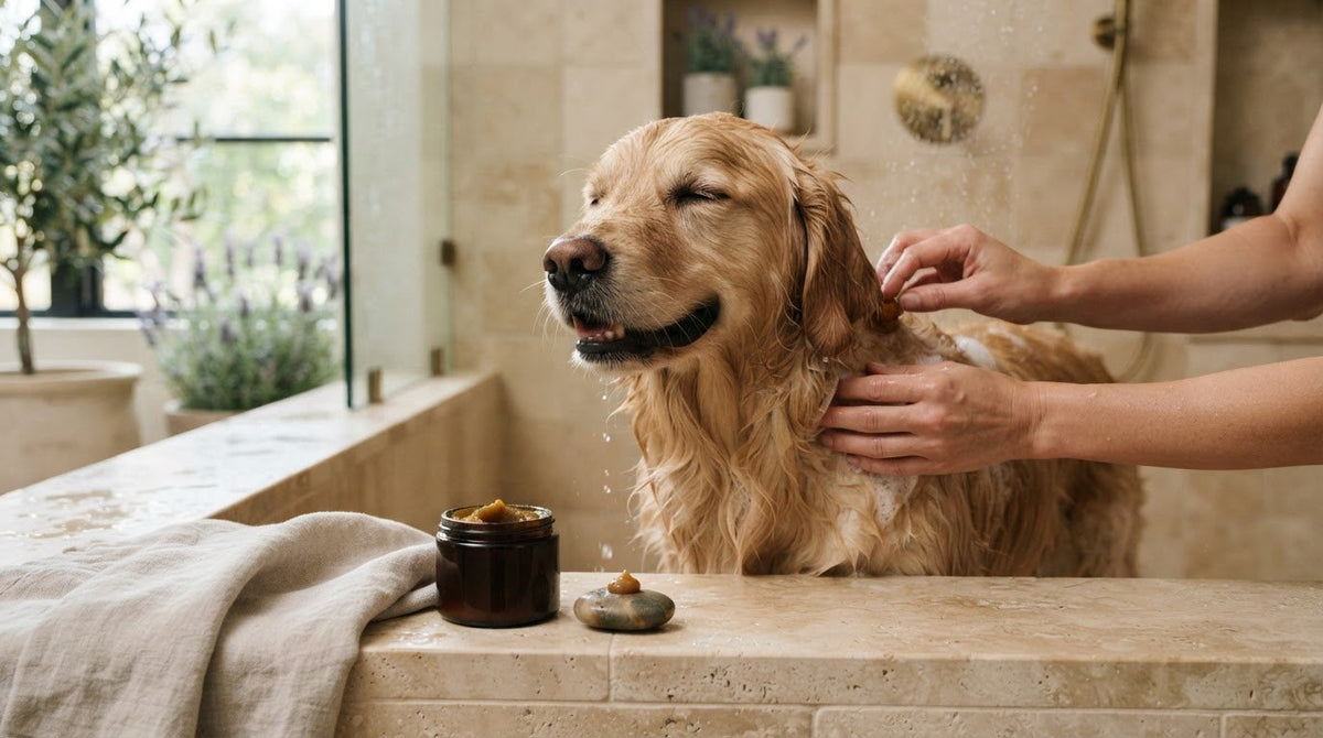 Why Choose a Concentrated Pet Shampoo? A Practical Guide