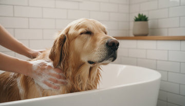 How to Make Bath Time Less Stressful for My Dog: A Gentle Guide to Calm Grooming