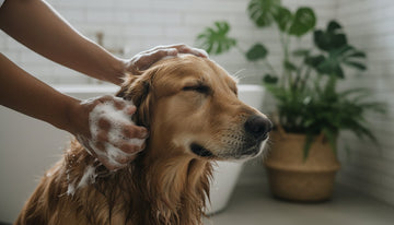 Feeling Guilty About Using Cheap Dog Shampoo? Here Is Why Your Intuition Is Right