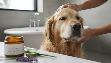 What Should a Good Dog Shampoo Contain? A Science-Backed Guide for Pet Parents