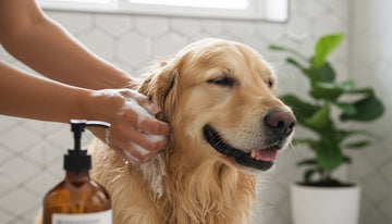Hidden Toxins in Pet Grooming Products: A Guide for Conscious Owners