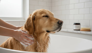 The Best Organic Dog Shampoo for Sensitive Skin: A Nurturing Guide for 2026