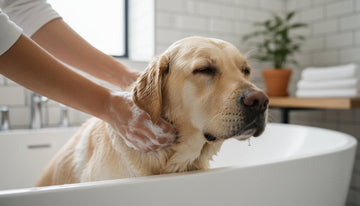 The Scientific and Emotional Benefits of Plant-Based Dog Shampoo in 2026