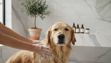 Getting Full Value From a Pet Grooming Bundle: A Premium Care Guide
