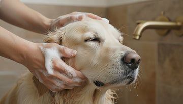 How to Make Natural Dog Shampoo Lather More: 5 Pro Tips for a Sudsy Clean