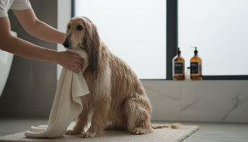 Expert Tips for Bathing a Long-Haired Dog: A Gentle Home Guide