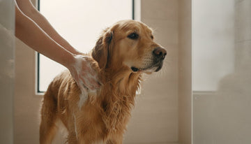 Bathing a Dog After Swimming in the Ocean: The Complete Recovery Guide