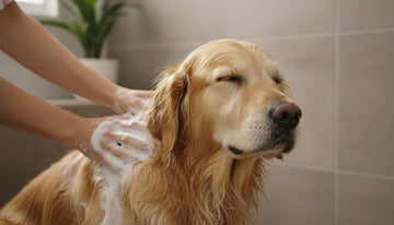 The Best Dog Shampoo for Sensitive Skin: A Science-Backed Guide for Pet Parents