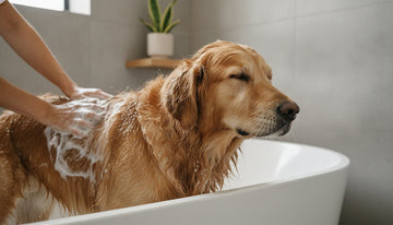 The Life-Changing Benefits of Organic Dog Shampoo for Your Loyal Companion