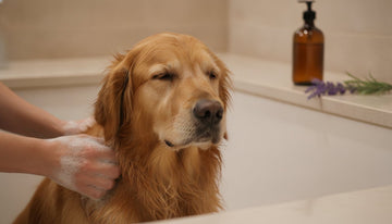 Is Lavender Safe for Dogs in Shampoo? A Science-Backed Safety Guide