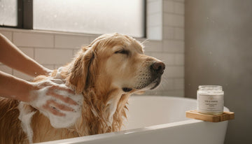 What is a Soap-Free Dog Shampoo? A Guide to Gentle, Clean Grooming