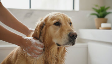 Switching from Medicated to Natural Dog Shampoo: A Gentle Transition Guide