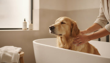 Calming Bath for Anxious Dogs: A Nurturing Guide to Stress-Free Grooming