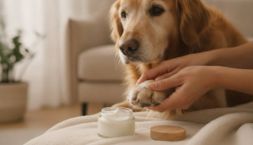 How to Care for an Older Dog’s Skin and Coat: A Gentle Guide to Senior Wellness