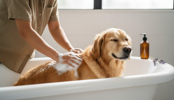 Natural Dog Shampoo: A Gentle Guide to a Healthier Coat