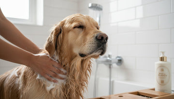 What Makes a Dog Shampoo Safe? A Complete Guide for Caring Owners