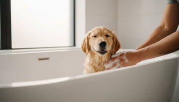 Gentle Dog Shampoo: A Complete Guide to a Kinder, Cleaner Coat