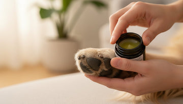 Dog Foot Balm: A Complete Guide to Soothing & Protecting Paws in 2026