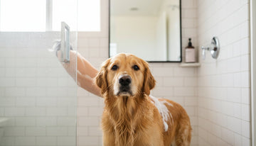 How to Give a Bath for Dogs: A Gentle Step-by-Step Guide for 2026