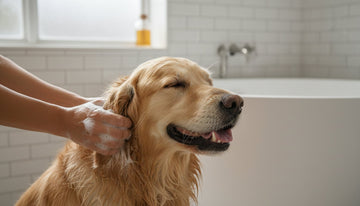 Your Complete Guide to Natural Pet Grooming Products