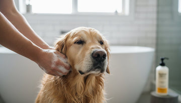 How to Choose the Best Dog Shampoo for Itchy Skin: A Gentle Guide