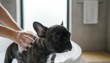 The Best Shampoo for Puppies First Bath: A Gentle 2026 Guide