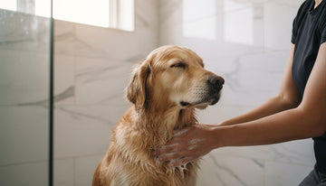 Soothing Dog Shampoo for Allergies: A Guide to Gentle Skin Relief