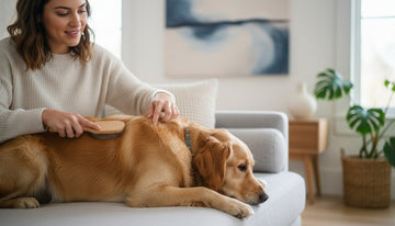 Why Is My Dog's Skin So Dry and Flaky? Causes and Natural Solutions for 2026