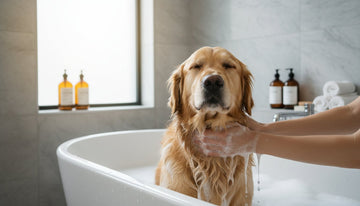 Dog Bath Routine for a Calm Pet: The Ultimate Stress-Free Guide (2026)
