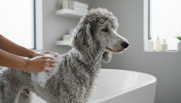 The Best Dog Shampoo for Poodles: A Science-Backed Guide to Curly Coat Care