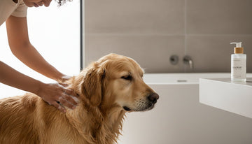 My Dog is Still Itchy After Oatmeal Bath: Why It Happens and What to Do