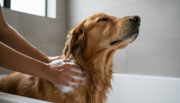 Can Dog Shampoo Cause Hair Loss? What Pet Parents Need to Know