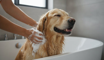 Best Dog Soap: Guide to Clean and Healthy Skin