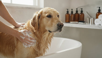 Best Home Dog Grooming Products: 2026 Premium Guide