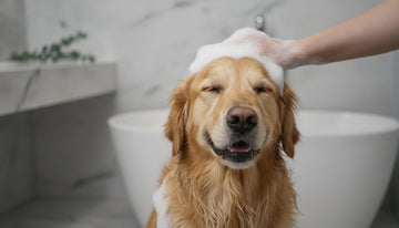 Best Smelling Dog Shampoo for Odor: A Guide to Botanical Purity in 2026