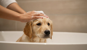 Best Tearless Puppy Shampoo: A Guide to Gentle First Baths in 2026