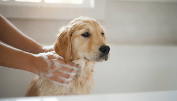 Choosing the Best Hypoallergenic Puppy Shampoo for Sensitive Skin in 2026