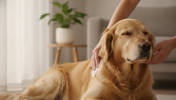 Dog Dry Skin Remedies: A Nurturing Guide to Botanical Relief
