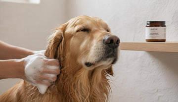 Eco-Friendly Dog Shampoo: The Complete Guide to Sustainable Pet Care