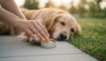 How to Protect Dog Paws from Hot Pavement: A Summer Safety Guide