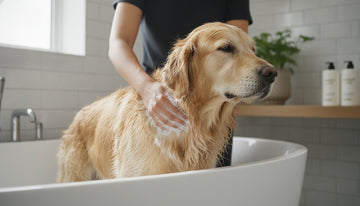 How to Reduce Dog Dander with Shampoo: A Science-Backed Natural Guide