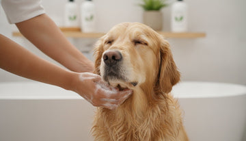 How to Wash a Dog: A Nurturing Guide to Stress-Free Bathing