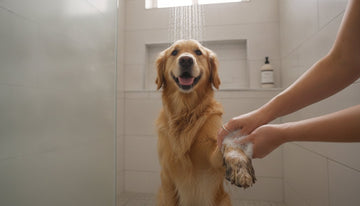 How to Wash a Muddy Dog: A Gentle Guide for a Clean and Healthy Coat
