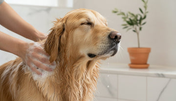 Organic Dog Shampoo: A Science-Backed Guide to Botanical Pet Care