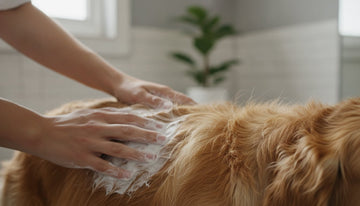 The Essential Guide to Leave-In Conditioner for Dogs: Hydration and Care